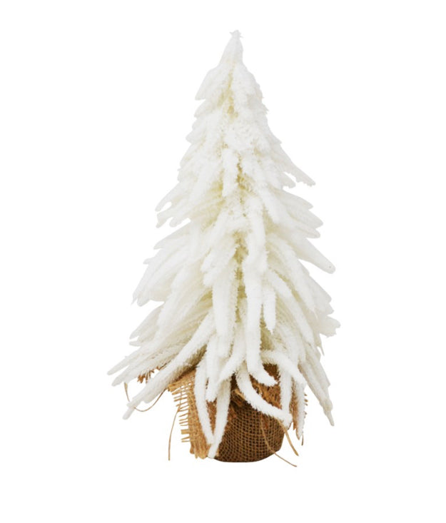 White Fir Tree