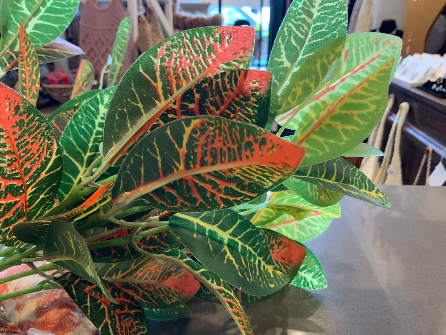 UV protected Croton bush