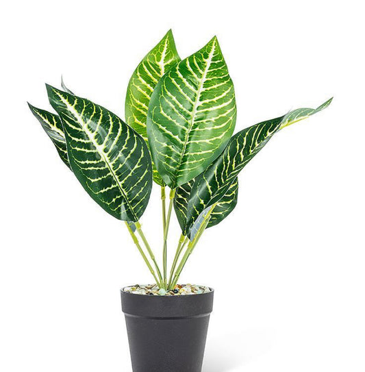 Medium Leaf Plant