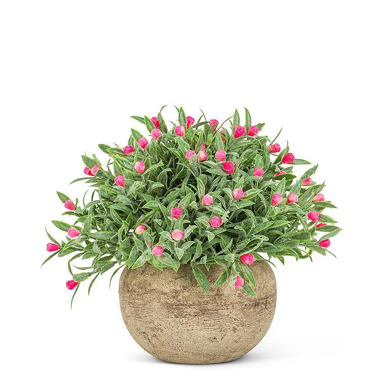 Pink Flowering Plant
