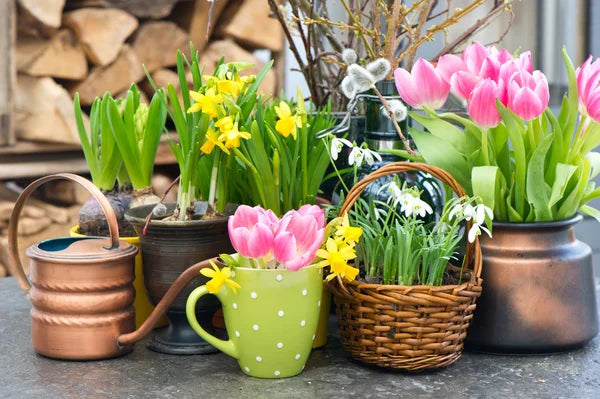 Spring Bulb Table Arrangement Workshop | April 5